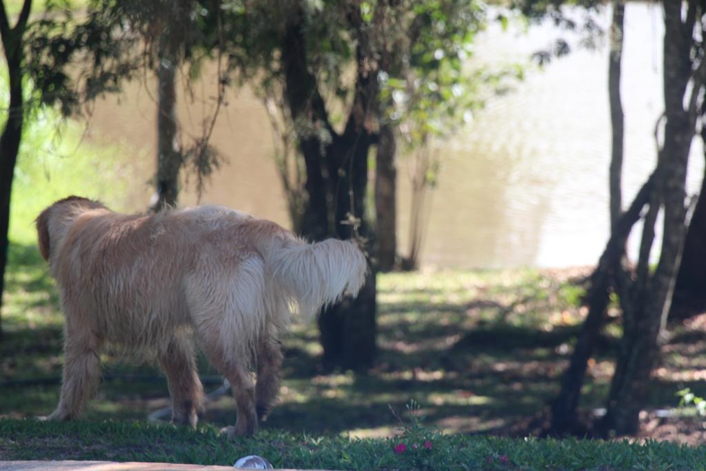 Hospedagem Fazenda Nova América Brotas Exterior foto